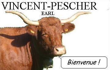 Elevage Salers en Livradois - GAEC VINCENT PESCHER - Concours départemental Salers 2019 - Saint Jean des Ollières