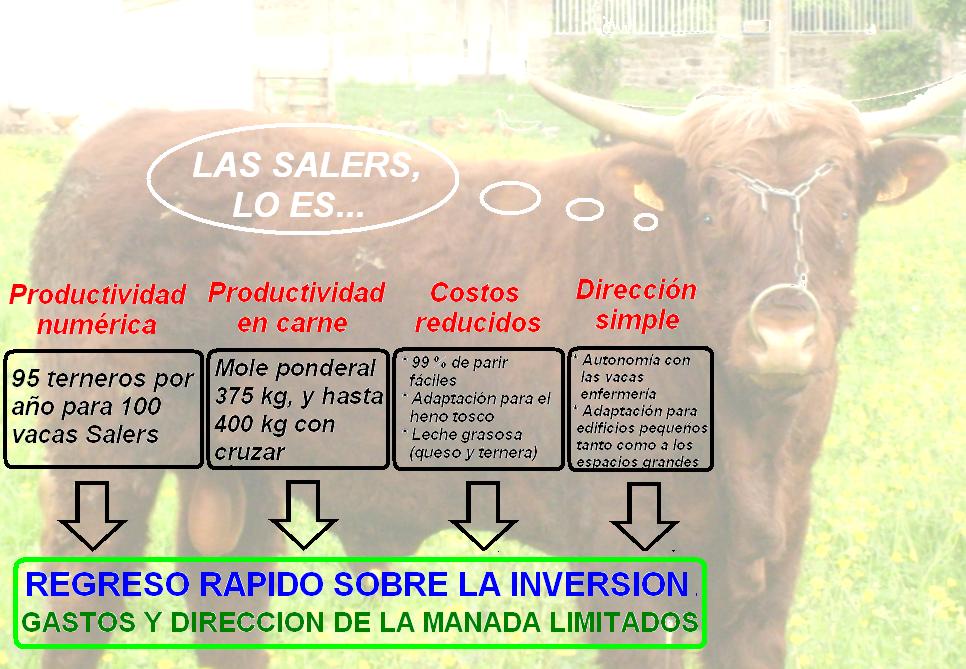Las Salers : numerosas grandes posesiones