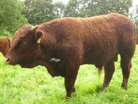 The Salers male calf Fiston, Agricultural Enterprise VINCENT-PESCHER, France