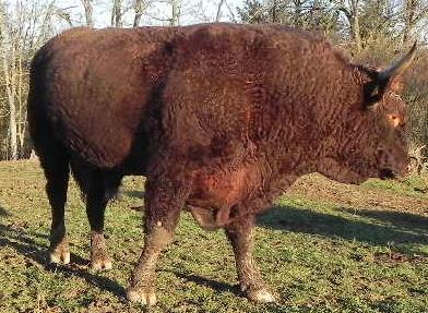 Hector, reproductive Bull,  Mark 73 in the Herdbook , GAEC VINCENT PESCHER, France, Auvergne, Puy de Dôme, Livradois