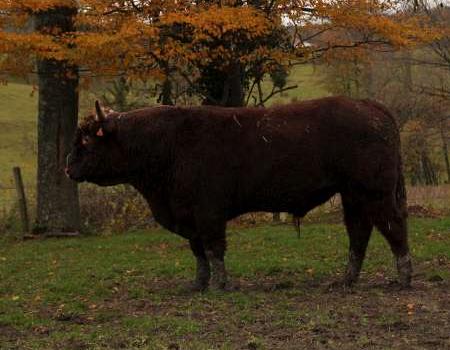 Elliot, young bull "hope for reproduction" ; Salers Breeding VINCENT PESCHER agricultural enterprise in Livradois (FRANCE)