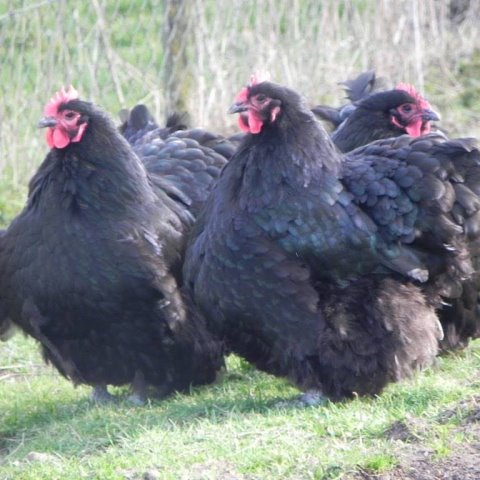 Volailles et Galinacés élevés par Agnès PESCHER - Elevage Salers en Livradois GAEC VINCENT PESCHER, Puy de Dôme, Auvergne, FRANCE