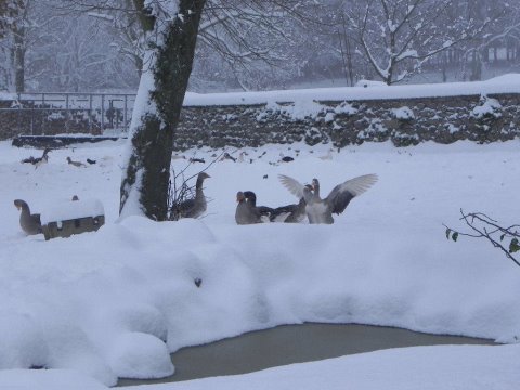 Volailles et Galinacés élevés par Agnès PESCHER - Elevage Salers en Livradois GAEC VINCENT PESCHER, Puy de Dôme, Auvergne, FRANCE