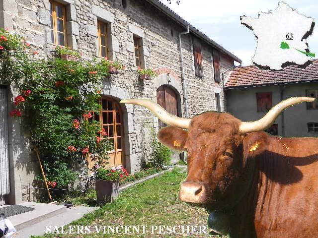 Zucht von Salers Kühe und Pferde von der Ardennen VINCENT PESCHER landwirtschaftliches Unternehmen im Livradois (Puy de Dôme, Auvergne, FRANKREICH)