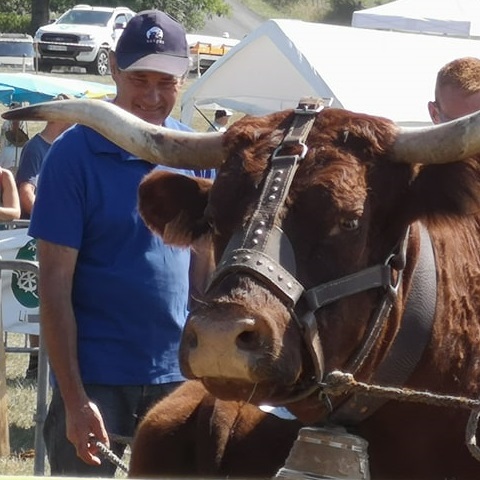 Joël VINCENT, et une mère Salers Elite, 44ème Concours Départemental du Puy de Dôle, GAEC VINCENT PESCHER, élevage salers en Livradois, Auvergne, France