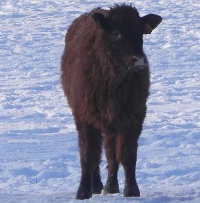 Veau Salers dans la neige, GAEC VINCENT PESCHER / Entreprise Agricole